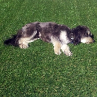 Synthetic Lawn Universal City, California Cat Playground, Dogs