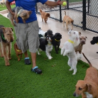 Turf Grass La Habra, California Dog Grass, Dog Kennels