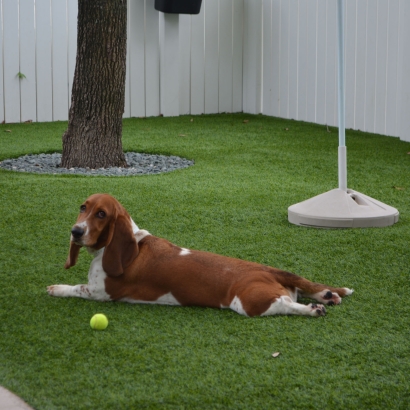 Artificial Grass Huntington Beach, California Artificial Turf For Dogs, Dogs Runs