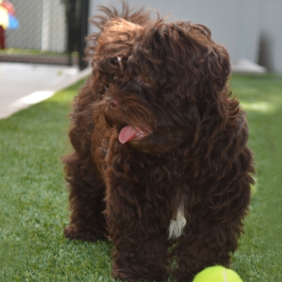 Artificial Grass Installation Casmalia, California Pictures Of Dogs, Dogs Runs