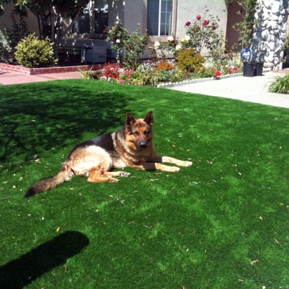 Artificial Lawn Azusa, California Landscape Photos, Front Yard Ideas