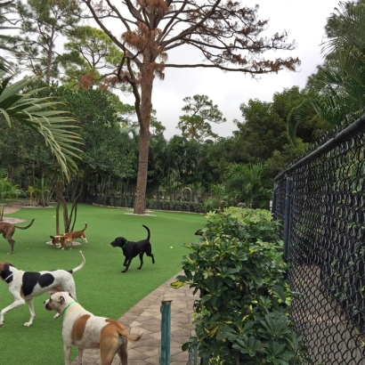 Best Artificial Grass Huntington Park, California Pictures Of Dogs, Commercial Landscape