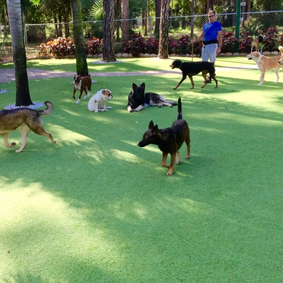Best Artificial Grass Yorba Linda, California Indoor Dog Park, Grass for Dogs