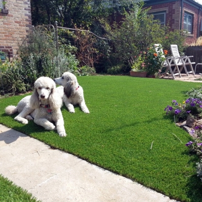 Grass Carpet La Mirada, California Indoor Dog Park, Dogs Runs