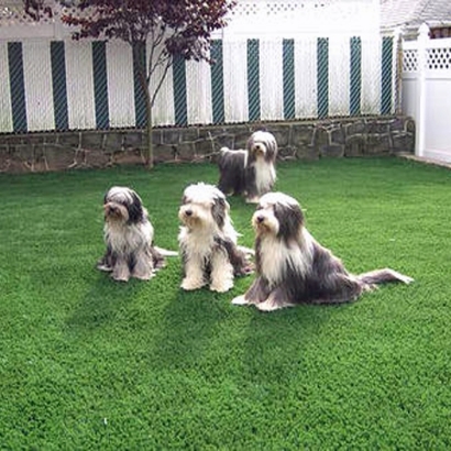 Green Lawn McKittrick, California Landscape Design, Dog Kennels