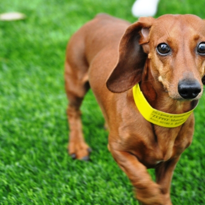 Plastic Grass La Habra Heights, California Dog Running, Dog Kennels