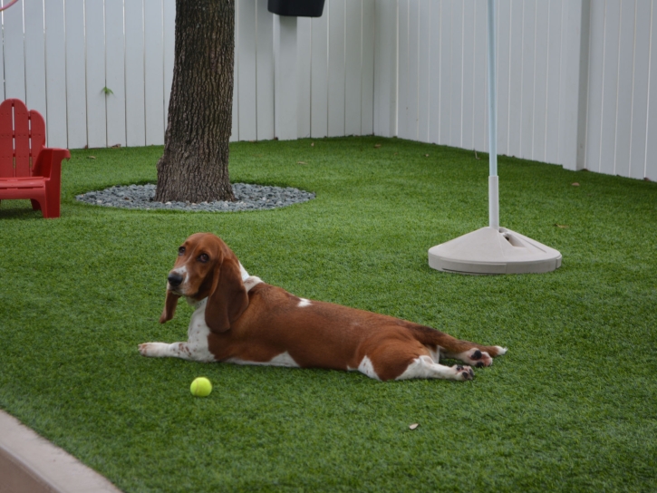 Artificial Grass Huntington Beach, California Artificial Turf For Dogs, Dogs Runs