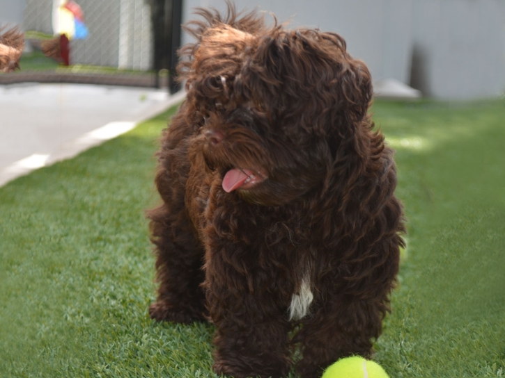 Artificial Grass Installation Casmalia, California Pictures Of Dogs, Dogs Runs