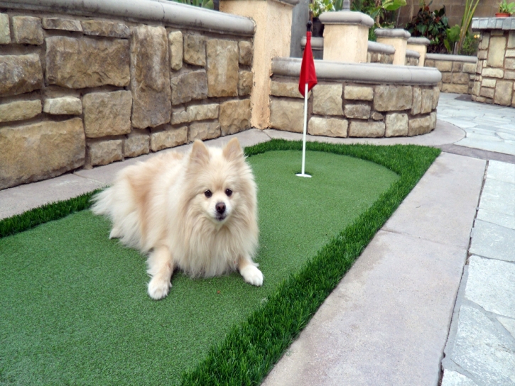 Artificial Turf Installation South El Monte, California Cat Playground, Backyard Landscaping