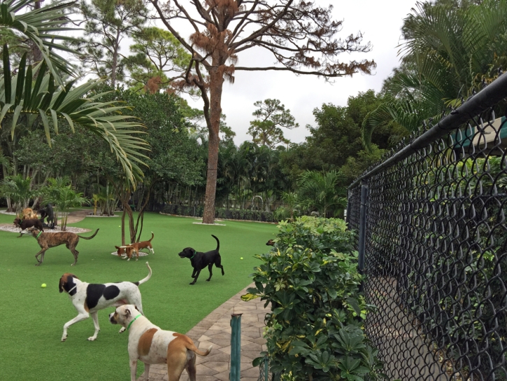 Best Artificial Grass Huntington Park, California Pictures Of Dogs, Commercial Landscape