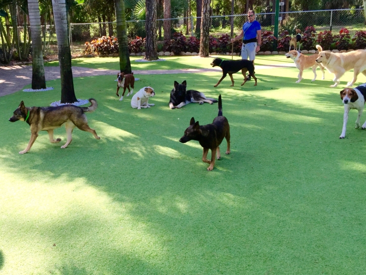 Best Artificial Grass Yorba Linda, California Indoor Dog Park, Grass for Dogs