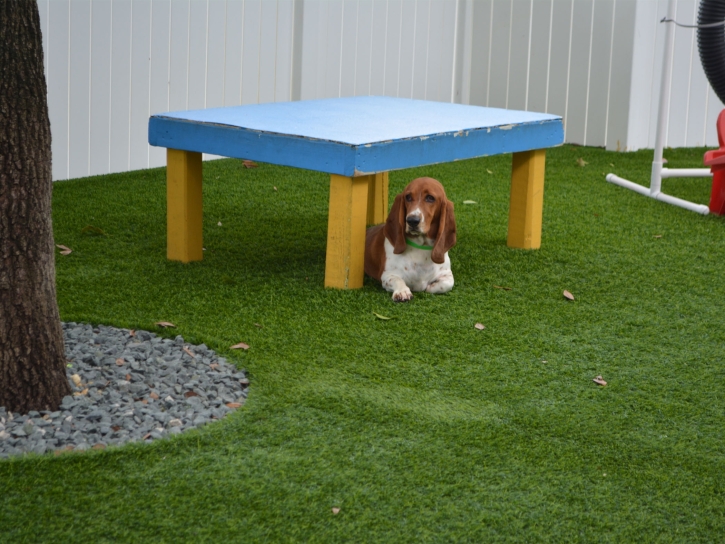 Faux Grass Anaheim, California Dog Park, Dogs Park