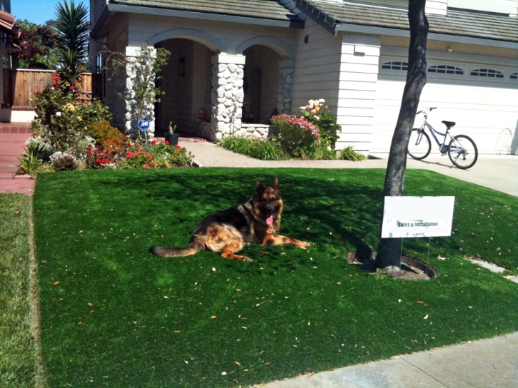 Green Lawn Topanga, California City Landscape, Dogs Runs