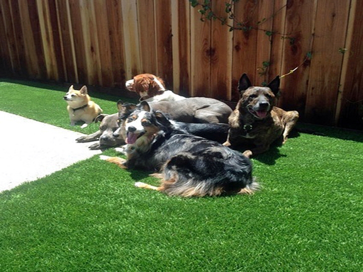 Installing Artificial Grass Hacienda Heights, California Watch Dogs, Backyard Landscaping