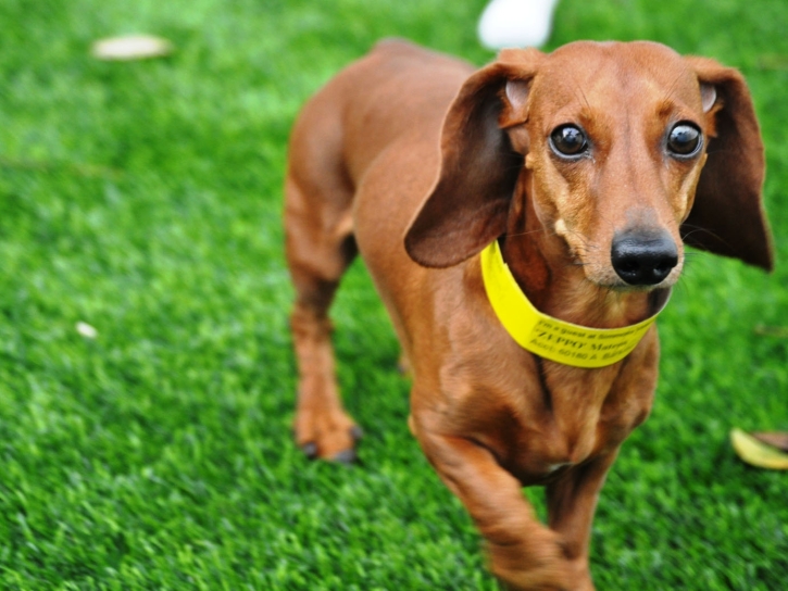 Plastic Grass La Habra Heights, California Dog Running, Dog Kennels