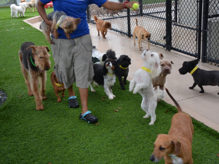 Turf Grass La Habra, California Dog Grass, Dog Kennels